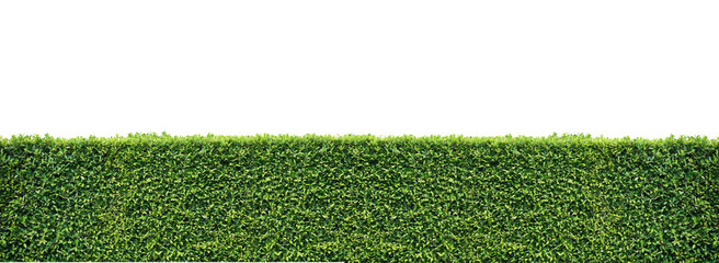 Green hedge isolated © anankkml