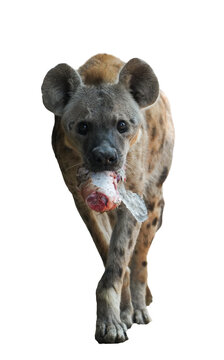 potted hyena carrying a piece of raw meat in its mouth