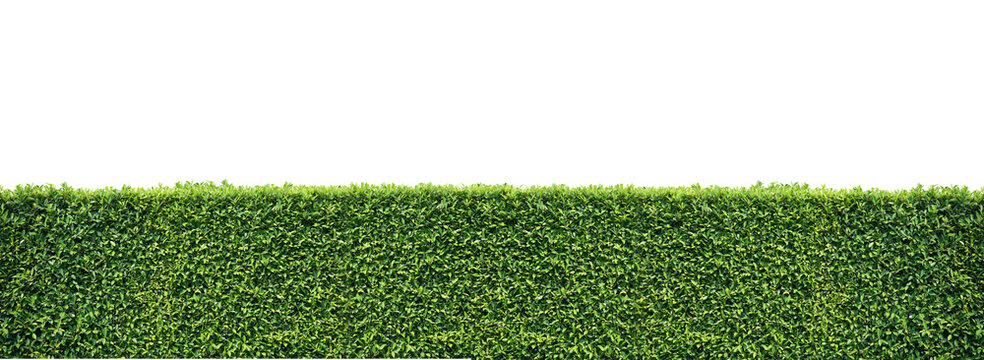 Green hedge isolated
