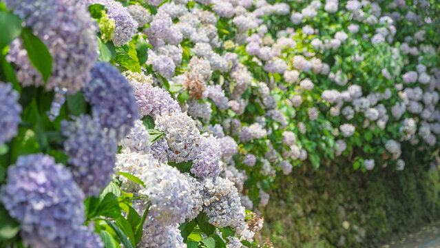 日本の初夏の庭園を彩る紫色の紫陽花が咲き誇る風景。雨上がりの静寂と美しい花々と緑の葉が織りなす、癒やしと清涼感あふれる背景素材。
