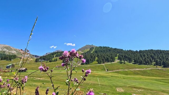 Summer mountain landscape with purple wildflowers blowing in wind under clear blue sky in Swiss Alps.