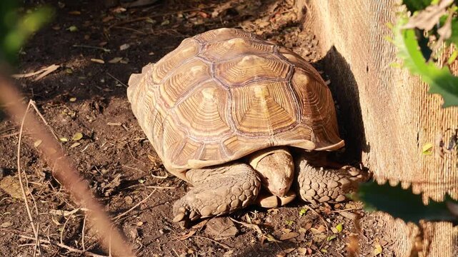 A high angle outdoor shot of a sulcata tortoise on a sunny day moving slowly and resting near wood, cinematic animal footage.