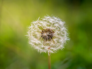 Fototapeta premium selective focus Dandelion seed, with soft green background, natural light