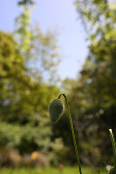 ナチュラルな背景素材：ポピー（ヒナゲシ）の蕾と爽やかなグリーンの余白（縦長・文字入れ可能）