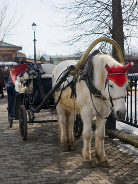 White horse harnessed to carriage on cobblestone street