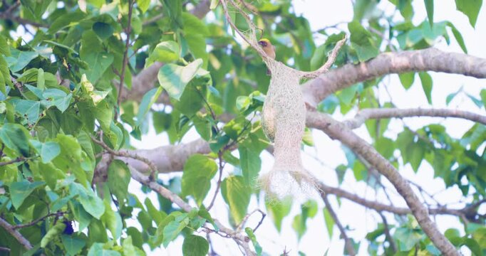 Yellow male aya weaver bird nest building on tropical tree branch animal wildlife