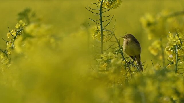 Schafstelze im Rapsfeld am Fr&uuml;hling
