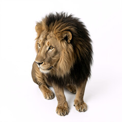 Fototapeta premium Male lion sitting and looking to the left. Portrait of a big cat with a dark mane isolated on a white background. Endangered Species Day