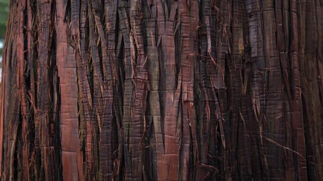 Close-up of textured palm tree trunk bark