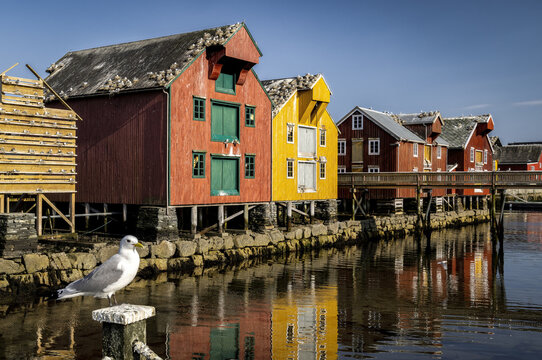 Red and yellow wooden coastal houses in Norwegian fishing village. Rorvik, Norway