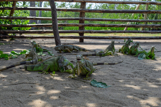Group of Green Iguanas Feeding in Laguna Ventanilla, Oaxaca, Mexico