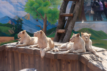 Group of white lionesses resting in zoo enclosure, mural background. © GEJIN