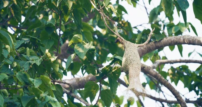 Yellow male aya weaver bird nest building on tropical tree branch animal wildlife