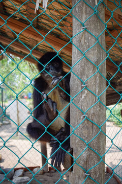 Spider Monkey Behind Fence in Wildlife Sanctuary, Laguna Ventanilla, Oaxaca, Mexico