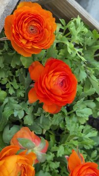 Orange ranunculus flowers bloom in a garden setting