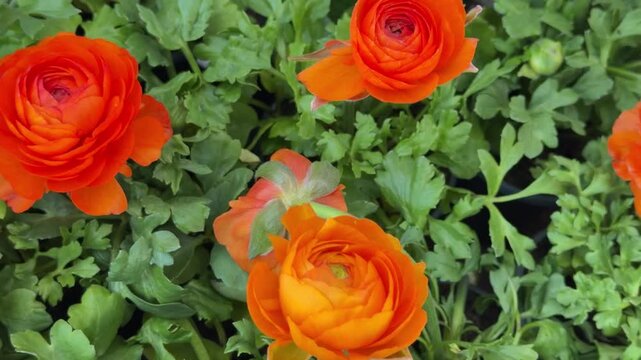 Orange ranunculus flowers in green foliage