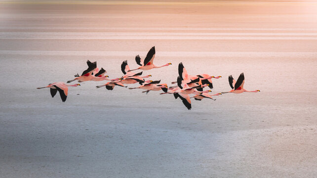 James and Chilean flamingos in Laguna Hedionda located in the Bolivian altiplano near the Uyuni Salt Flat (Salar de Uyuni) in Bolivia, South America.