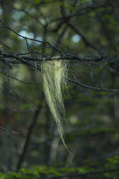 Usnea, or old man's beard, hanging on a tree branch in Tierra del Fuego National Park in Ushuaia, Argentina
