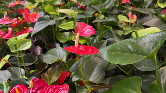 Red anthurium plants with green leaves