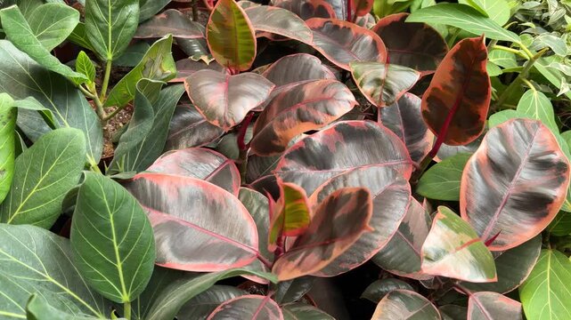 Rubber plant leaves with pink and green variegation