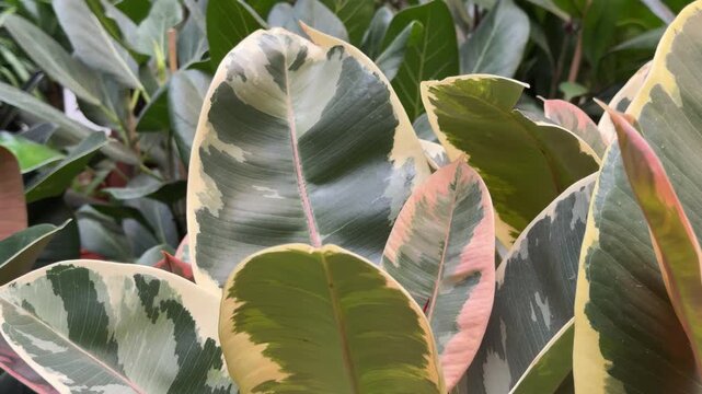 Variegated ficus elastica leaves growing indoors