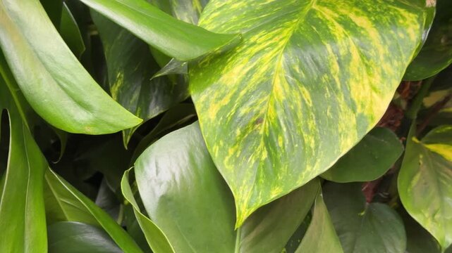 Golden pothos plant leaves in natural light