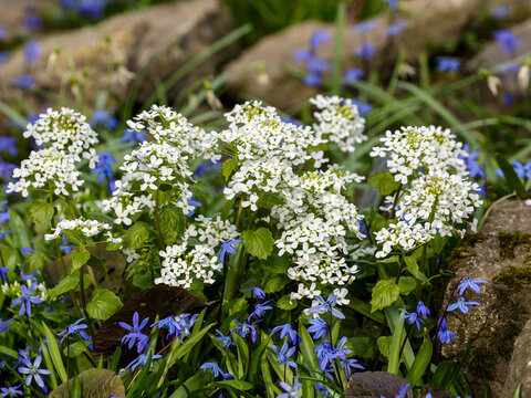 Alliaria petiolata, or garlic toad, is a herbaceous biennial plant, a species of the genus Alliaria of the cabbage family