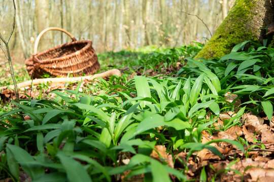 Wild garlic growing in forest with basket, foraging concept