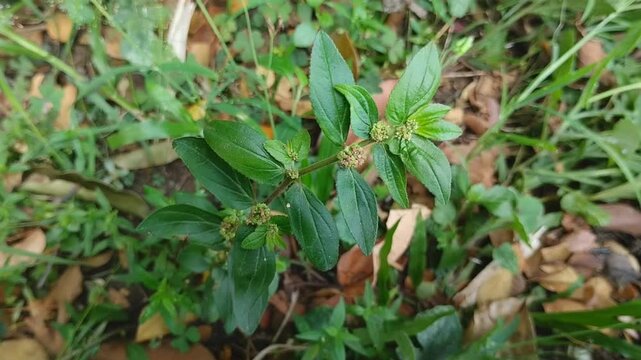 Make sure that the Kebo or scientifically known as Euphorbia hirta or Asthma weed grows well
