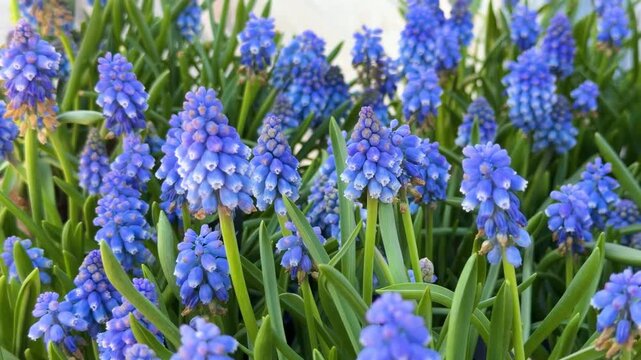 Blue grape hyacinth flowers blooming in garden