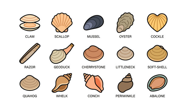 Shell varieties arranged and labeled in grid on white background