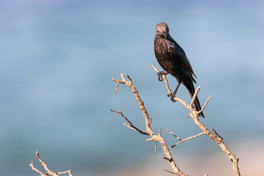 Red-winged Starling (Onychognathus morio) perched on dry branch, South Africa.
