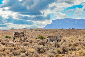 Fototapeta premium Mountain Zebra grazing in Karoo game reserve