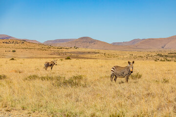 Obraz premium Mountain Zebra grazing in grassland in Game Reserve