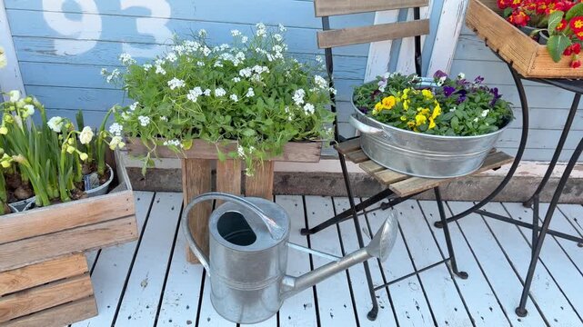 Container garden with narcissus and pansies