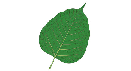Fototapeta premium A vibrant green leaf with intricate vein details, set against a clean white background, in a realistic botanical illustration style, showcasing nature's beauty and foliage