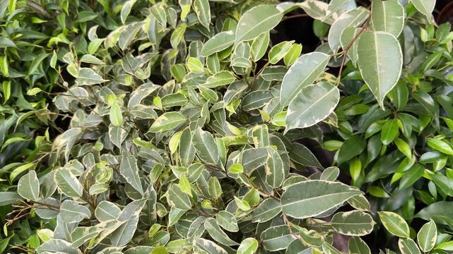 Variegated ficus benjamina plant leaves in a garden setting