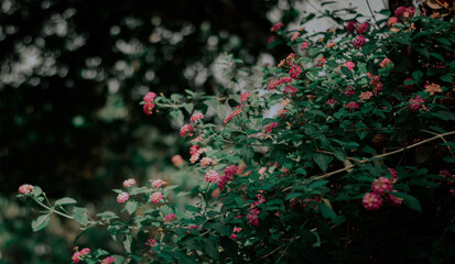 red flowers in the garden © irosha