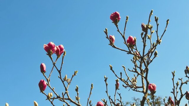 Magnolia tree branches with pink buds against clear blue sky