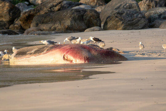 Gulls feeding on decaying whale remains on sandy beach near Bleik in Northern Norway