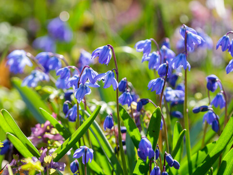 Siberian squill ( Latin Scilla siberica ) is a perennial herbaceous bulbous plant, an ephemeroid , a species of the genus Scilla