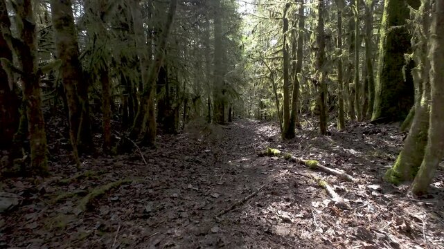 Flyover a patch in a pristina temperate rainforest in British Columbia, Canada.