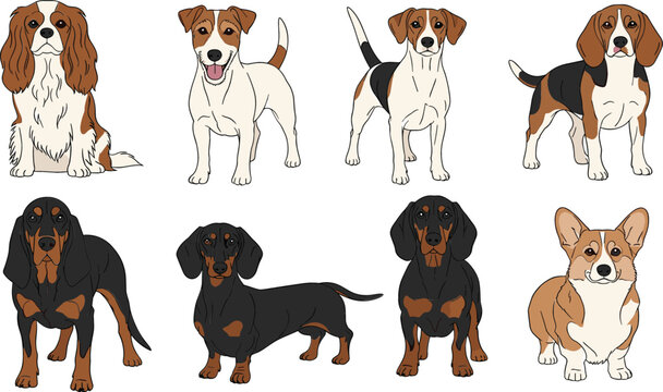 Dog breeds collection featuring spaniel, terrier, dachshund, and corgi in cute flat vector style, domestic pet illustration set for animal lovers and design projects