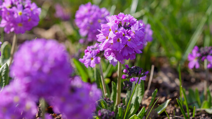 Obraz premium Primrose, also known as small -toothed primrose ( Latin- Prímula denticulata ), is a perennial herbaceous plant of the genus Primrose