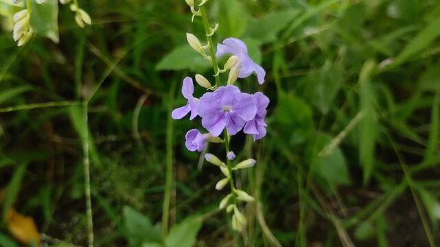 Sky Flower