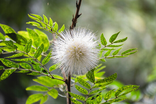 White Powder Puff Tree (Calliandra haematocephala 'Alba'), Daintree, Far North Queensland, Australia