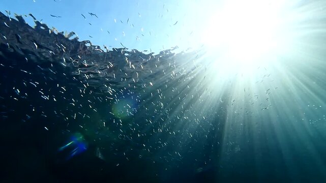 sun beams and rays underwater with fish school around