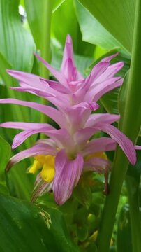 Colourful flower of wild turmeric also known as Curcuma aromatica Salisb flower found in Sahyadri mountain range, Maharashtra