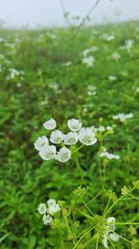 A delicate wildflower of the Western Ghats, Konkan Pinda (Pand) blooms in the monsoon, painting the misty hills with soft hues, thriving in lush greenery and adding charm to the rain-soaked landscape.