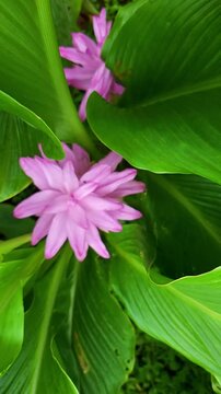 Colourful flower of wild turmeric also known as Curcuma aromatica Salisb flower found in Sahyadri mountain range, Maharashtra